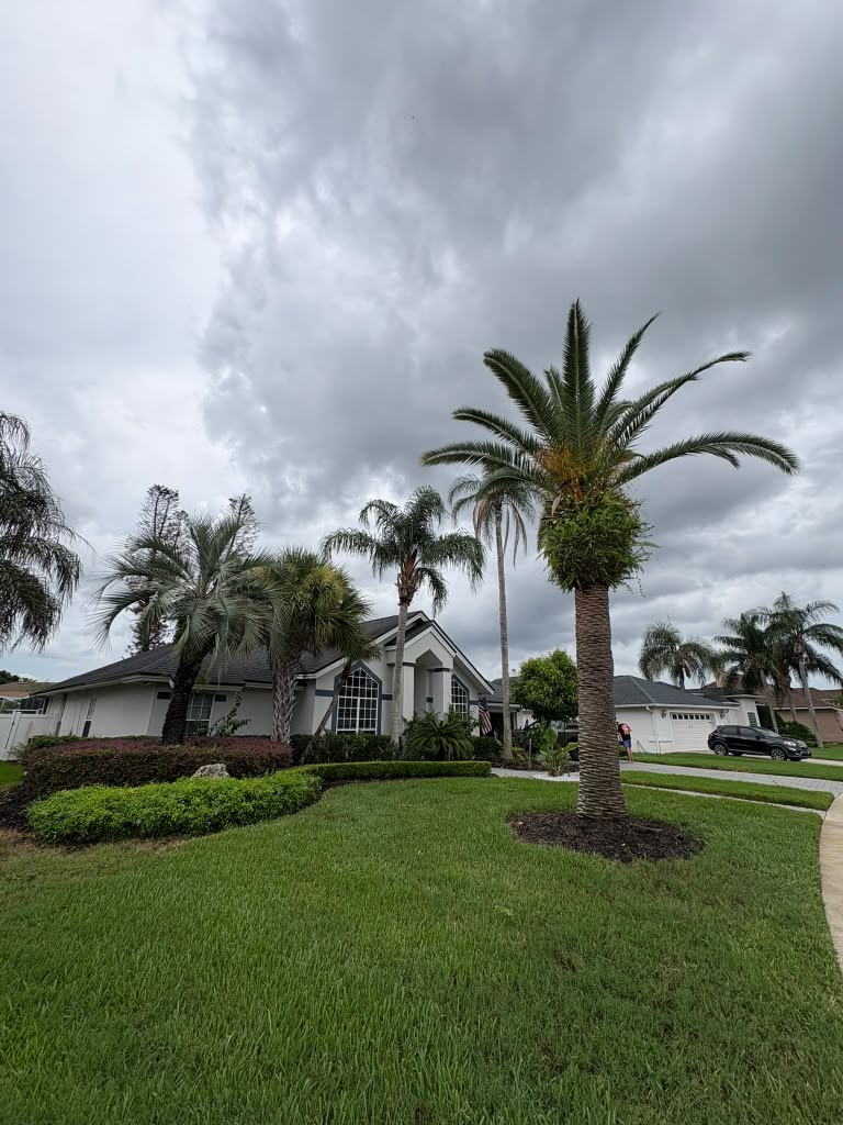 Residential front yard with palm trees and rounded hedge beds freshly maintained