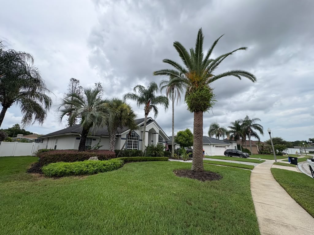 Manicured Central Florida front yard with palm trees, curved hedge beds and fresh cut lawn